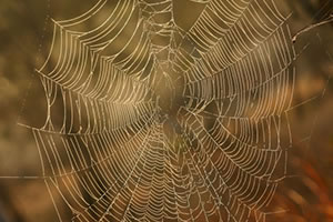 spider web representative of web development